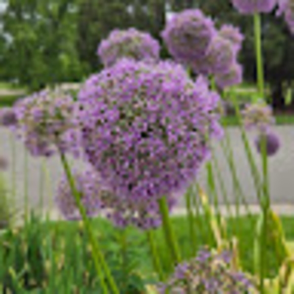 Meet your Posher, Jen - Picture 1 of 1